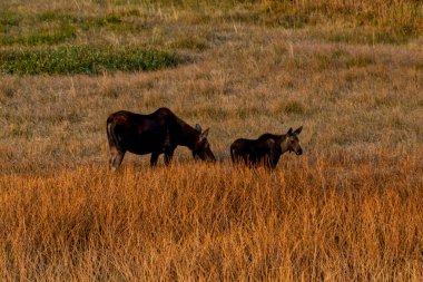 Geyik ineği ve buzağı açık alanda birlikte yiyorlar.