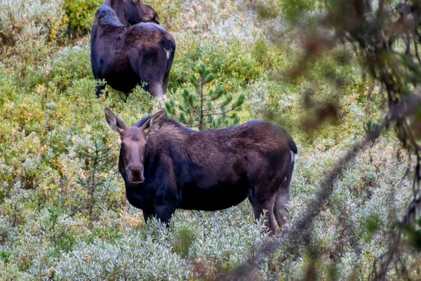 Kráva Moose na poli v Yellowstonském národním parku — Stock fotografie