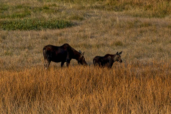 Vache d'orignal et veau mangeant ensemble en plein champ — Photo