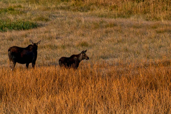 Älgko och kalv äter tillsammans ute på fältet — Stockfoto