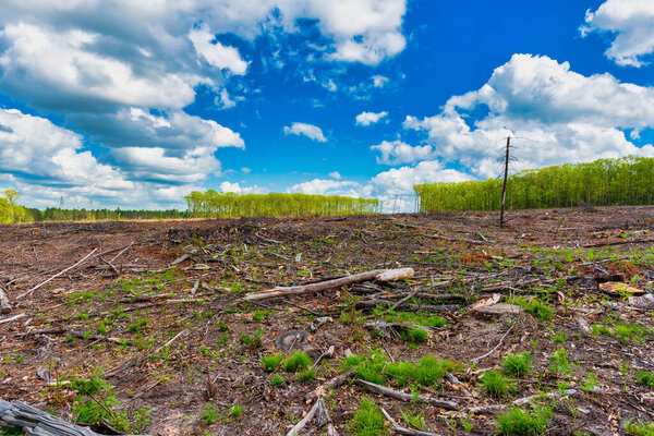 Field showing the effects of deforestation in Northern Michigan.