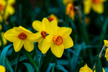 Baharda turuncu merkezli sarı nergisleri kapatın.