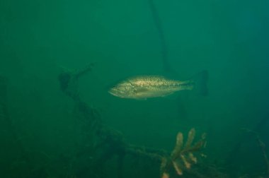 Michigan 'daki bir gölde yüzen küçük ağızlı levrek.