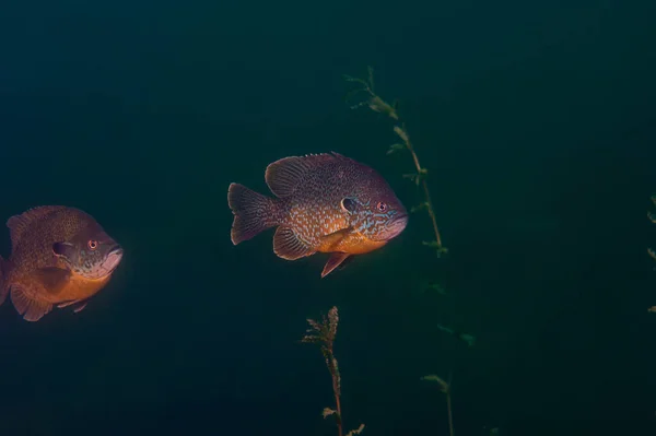 Sementes de abóbora Lepomis gibbosus ou sunfish comum — Fotografia de Stock