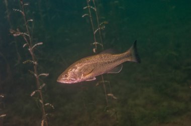 Smallmouth bass swimming in a Michigan inland lake. clipart