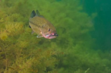 Balık yemi yüzünden yaralanmış küçük ağızlı levrek.