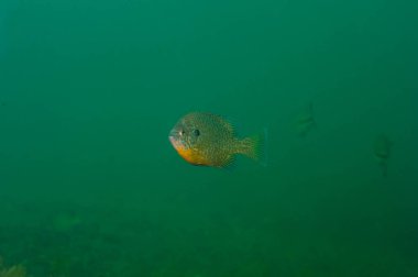 Dollar Güneş Balığı, iç kesimlerdeki bir gölde doğal ortamında.