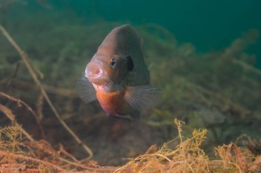 Dollar Aybalığı, ağzı açık.