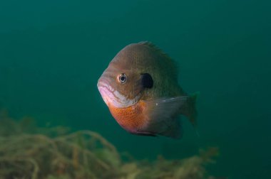 Dollar Güneş Balığı, iç kesimlerdeki bir gölde doğal ortamında.
