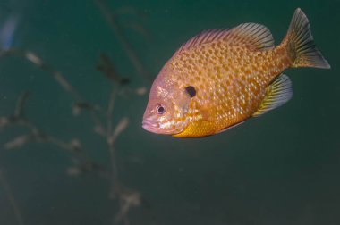 Dollar Güneş Balığı, iç kesimlerdeki bir gölde doğal ortamında.
