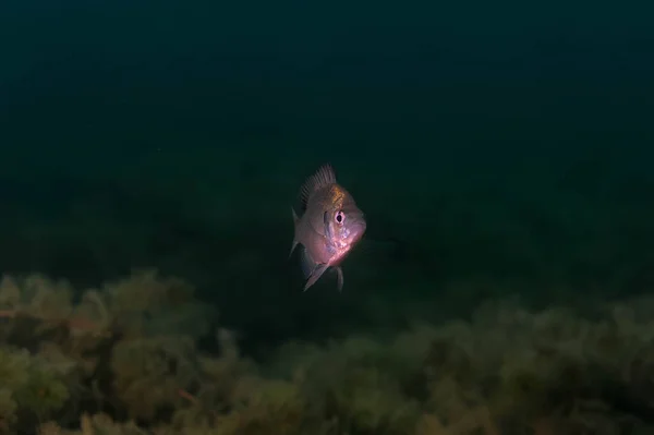 Dólar juvenil Sunfish em seu ambiente natural em um lago interior. — Fotografia de Stock