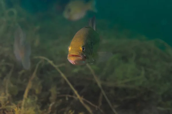 Smallmouth bass swimming in a Michigan inland lake. — ストック写真