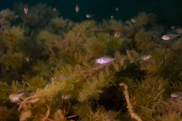 Dólar juvenil múltiplo Sunfish em seu ambiente natural em um lago interior. — Fotografia de Stock