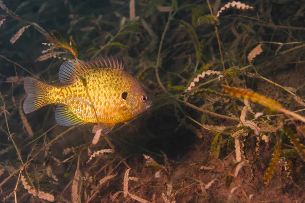 Dollar Sunfish természetes környezetében egy belvízi tóban. — Stock Fotó