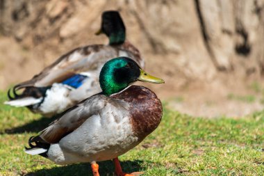 Mallard ördeği karada durup yiyecek arıyor..