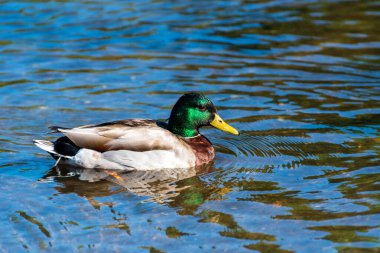 Nehirde yemek arayan ördek dolması