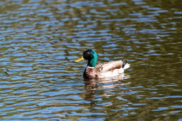 Mallard kaczka watolina w rzece polowanie na żywność — Zdjęcie stockowe