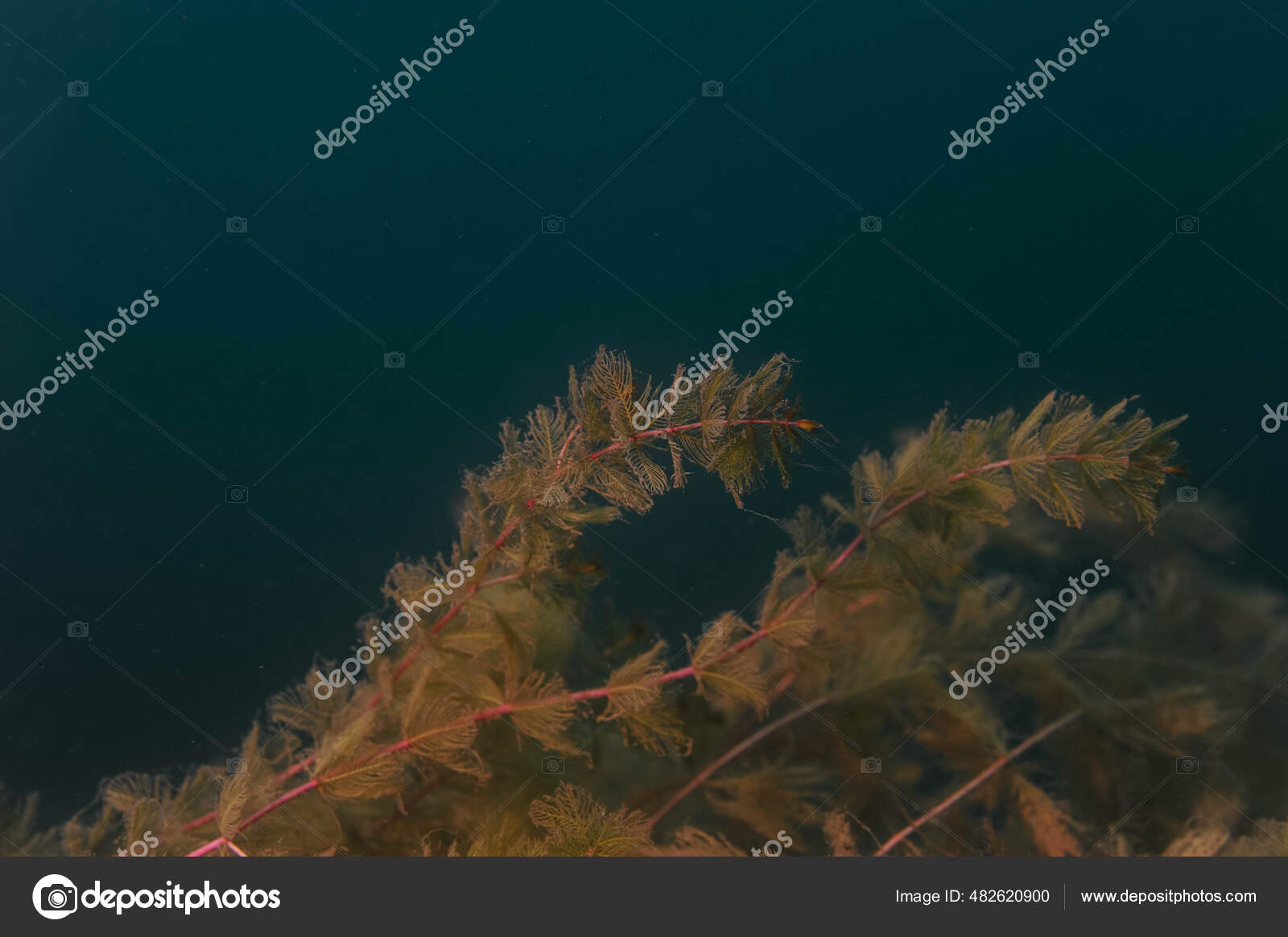 Beautiful fresh and bight freshwater seaweed hydrilla verticillata