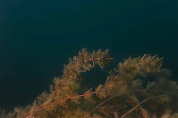 Belas algas frescas e doces hydrilla verticillata — Fotografia de Stock