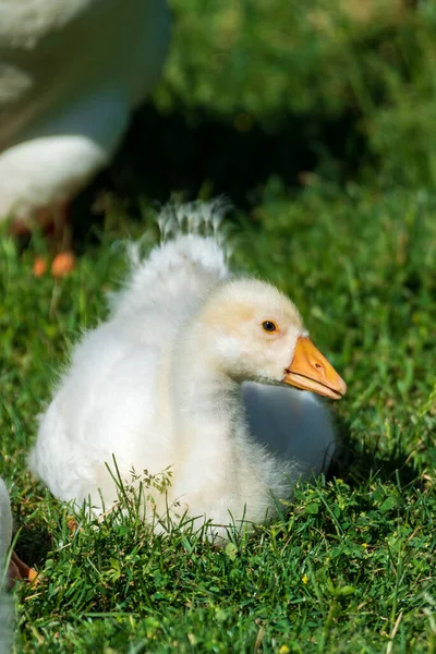 Детеныши лебедей-мутов кормятся в траве — стоковое фото