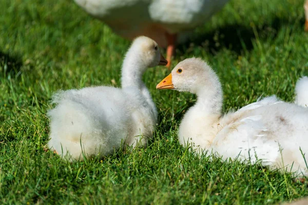 Baby Mute Swans karmienie w trawie — Zdjęcie stockowe