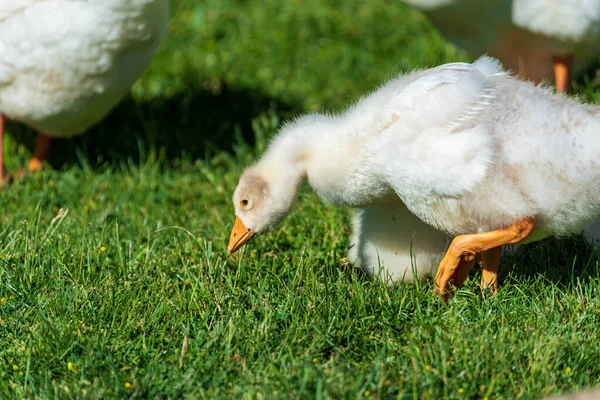 Baby Mute Swans karmienie w trawie — Zdjęcie stockowe