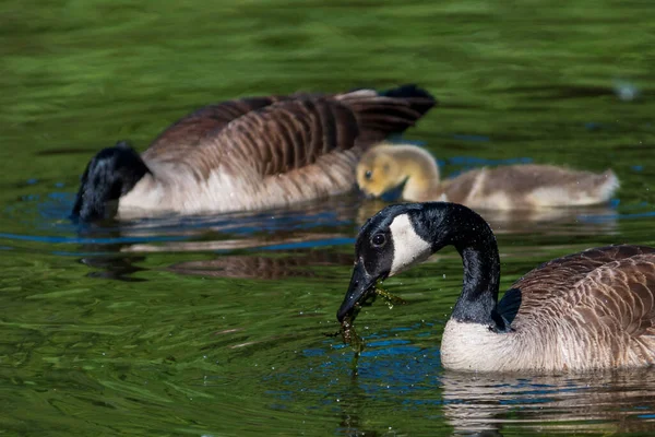 Vuxen kanadensisk gås simmar och livnär sig på en flod. — Stockfoto