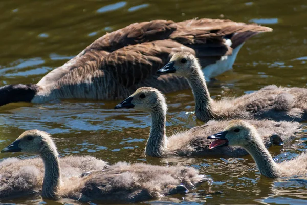 Kanadensisk gås kycklingar flyter på en flod. — Stockfoto