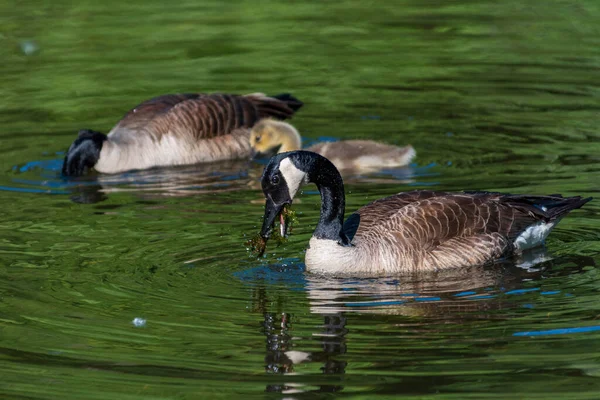 Vuxen kanadensisk gås simmar och livnär sig på en flod. — Stockfoto