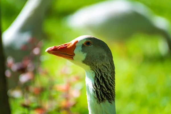 Vuxen Mute Swans profil med orange näbb. — Stockfoto