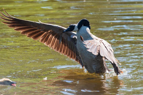 Dorosła kanadyjska gęś lądująca na rzece. — Zdjęcie stockowe