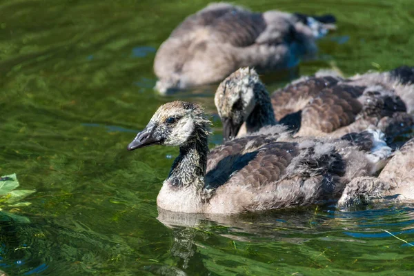 Kanadensisk gås kycklingar flyter på en flod. — Stockfoto