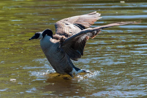 Dorosła kanadyjska gęś lądująca na rzece. — Zdjęcie stockowe