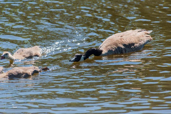 Kanadyjskie gęsie pisklęta pływające na rzece z rodzicem. — Zdjęcie stockowe