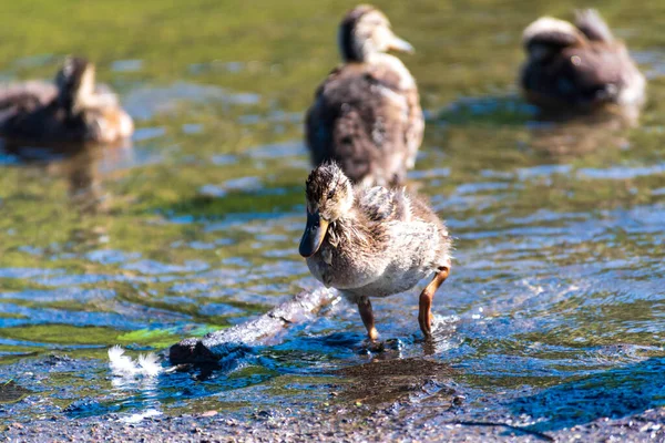 강을 걸어다니면서 먹이를 먹는 캐나다 거위 새끼들. — 스톡 사진