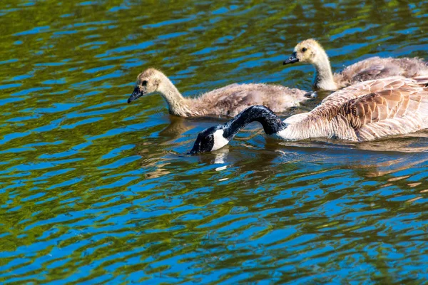 Kanadyjskie gęsie pisklęta pływające na rzece z rodzicem. — Zdjęcie stockowe