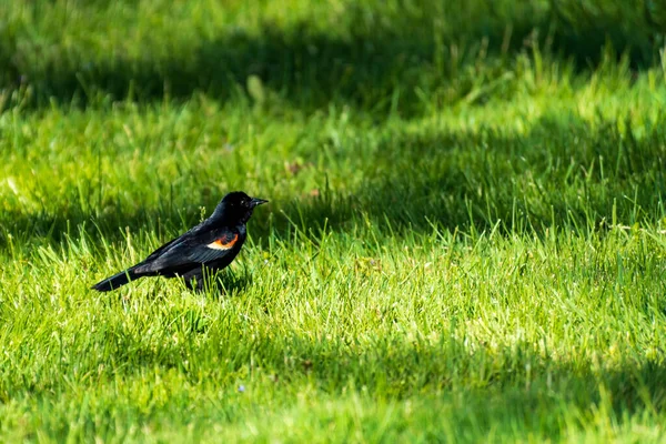 Man Red-Winged Blackbird står i gräset. — Stockfoto