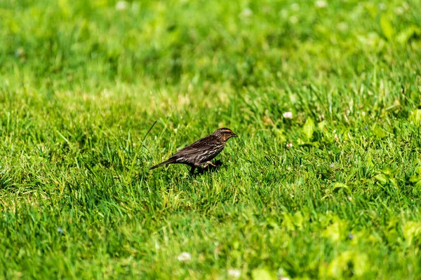 Női vörös szárnyú feketerigó áll a fűben. — Stock Fotó