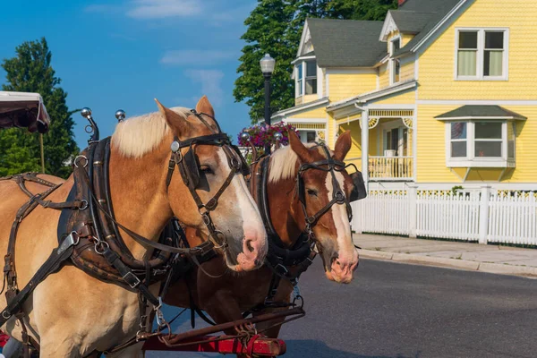 Para koni ciągnących powóz na Mackinaw Island — Zdjęcie stockowe