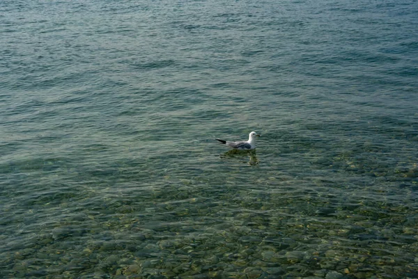 Seagull floating in the waters of the Straits of Mackinaw — Stock Photo, Image
