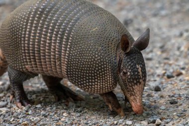 Nine Banded Armadillo Dasypus Novemcinctus. High quality photo