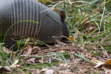 Nine Banded Armadillo Dasypus Novemcinctus in Grass. High quality photo