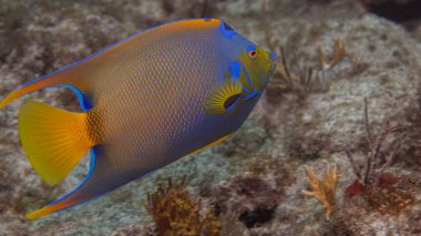 Kraliçe Melek Balık Holakanthus Ciliaris kopya uzayla mercan kayalıklarında yüzüyor. Yüksek kalite fotoğraf