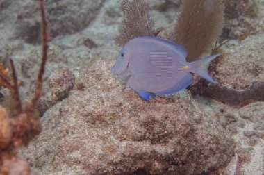 Mavi Tang Yetişkin Faz Acanthurus Coeruleus ve fotokopi uzayı. Yüksek kalite fotoğraf
