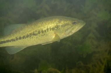 Büyük ağızlı levrek, doğal tatlı su ortamında yüzüyor.
