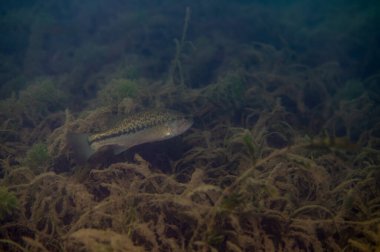 Büyük ağızlı levrek, bulanık tatlı suda sık su bitkilerinin arasında yüzüyor.
