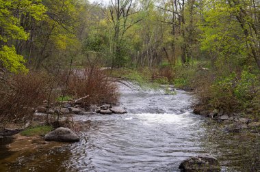 Ayı Nehri, bulutlu bir günde yeşil ağaçların ve çalıların arasından süzülüyor.