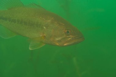 Büyük ağızlı levrek, bulanık yeşil bir gölde suyun altında yüzüyor.