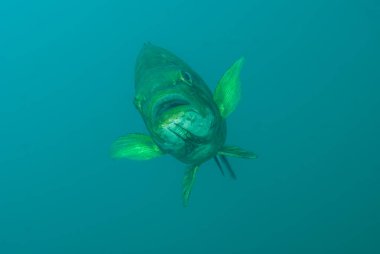 Largemouth Bass Micropterus Salmoides doğrudan yaklaşıyor, gözler derin mavi okyanus suyuna odaklanmış durumda.
