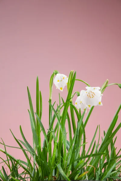 Fiocco di neve primaverile nell'erba — Foto Stock